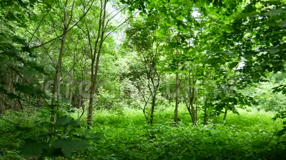 树叶在森林里随风沙沙作响景观景观视频的预览图