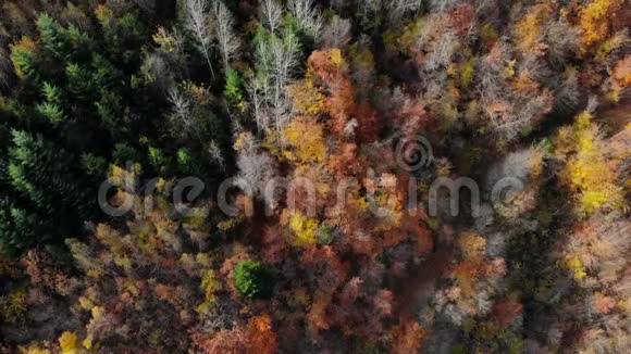 高空俯瞰七彩森林视频的预览图