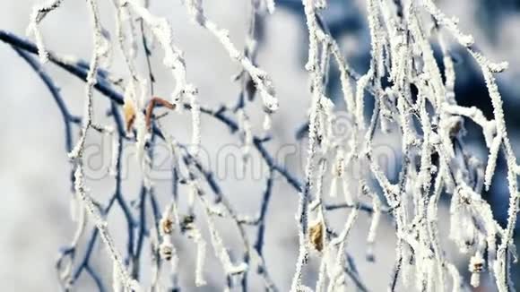 冬天的场景桦树的冻枝覆盖着新鲜的雪特写视频的预览图