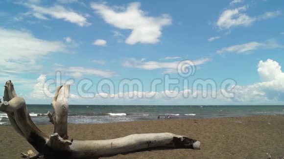 漂流的木头躺在沙滩上视频的预览图