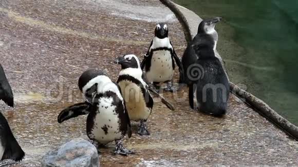 在水族馆的企鹅视频的预览图