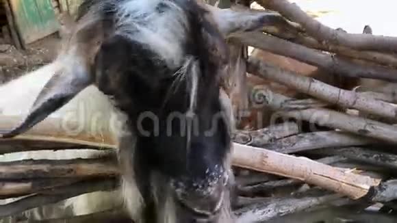 国产山羊咀嚼食物视频的预览图