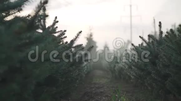 雨中的森林花园视频的预览图