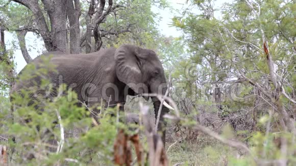 大象站在灌木丛中视频的预览图
