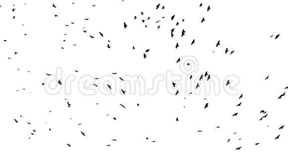 白色背景上的鸟群视频的预览图