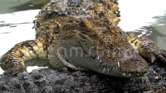 鳄鱼躺在水里在另一条鳄鱼身上泰国视频的预览图