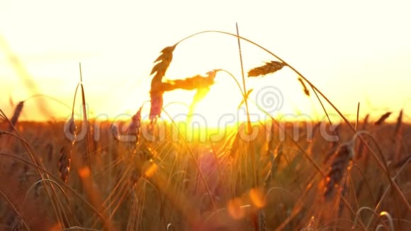 日落背景上的金色小麦成熟小麦特写穗视频的预览图