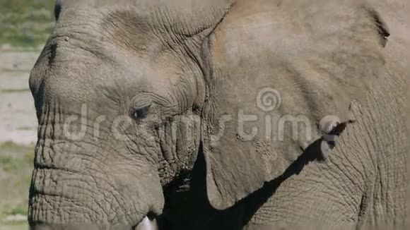 巨大的大象公牛和长獠牙视频的预览图