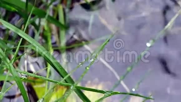 雨停在草地上视频的预览图