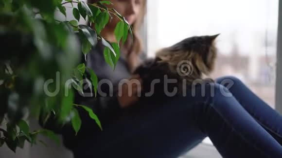 幸福的女人坐在窗台上腿上放着一只猫抚摸着毛茸茸的皮毛视频的预览图