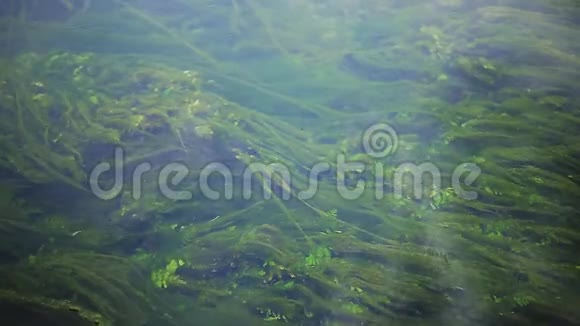 河中的绿藻视频的预览图