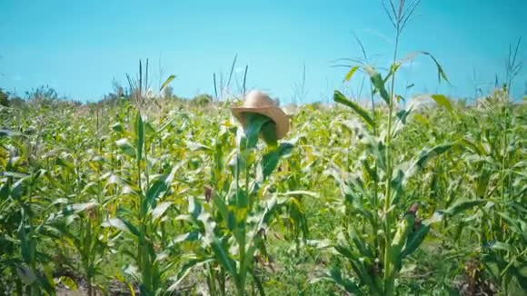 一顶草帽戴在玉米地里的秆上一个稻草人戴在地里视频的预览图
