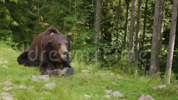 一只棕色的大熊在一片空地上休息背景中的森林森林的野生生物视频的预览图