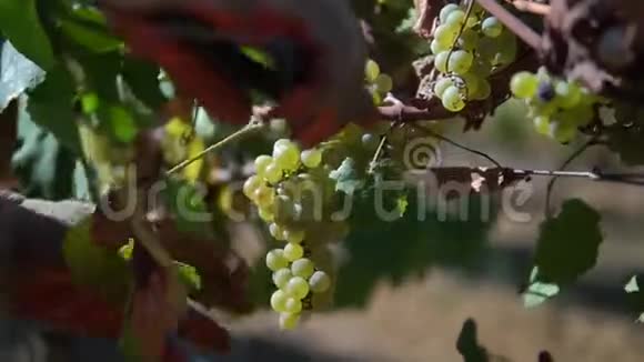 有人在葡萄园采葡萄在葡萄园收割视频的预览图