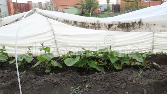 白料下黄瓜幼苗家庭地块后院有年轻的开花植物无纺布视频的预览图