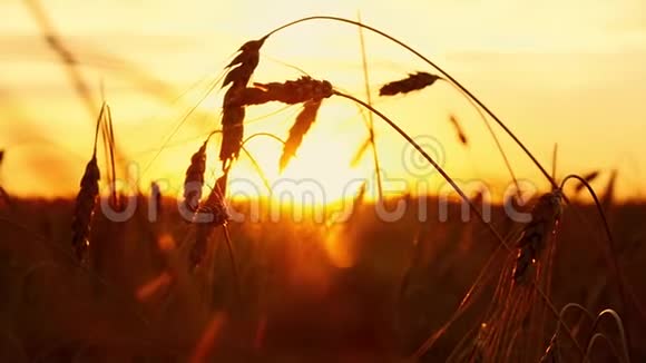 日落背景上的金色小麦成熟小麦特写穗小麦田视频的预览图