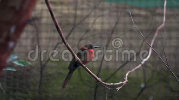 美丽的鸟坐在绳子上颜色非常鲜艳视频的预览图