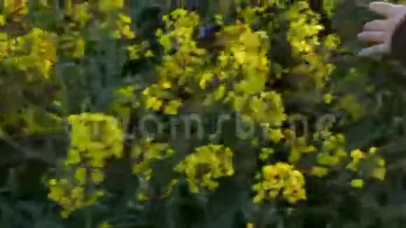 女子手抚油菜油菜田作物慢动作4K视频的预览图
