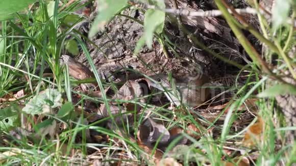 小可爱蓬松的灰色收获老鼠坐在草地上的老树根在田间夏季视频的预览图