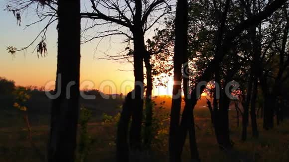 森林在金黄的夕阳下树木的剪影视频的预览图