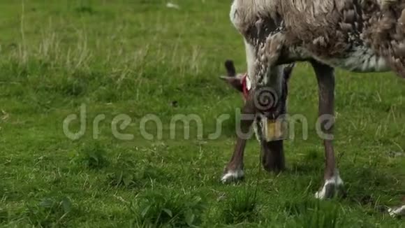 一只小可爱的小鹿吃草的头视频的预览图