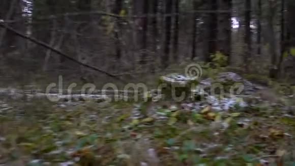 在林下的林下观景视频的预览图