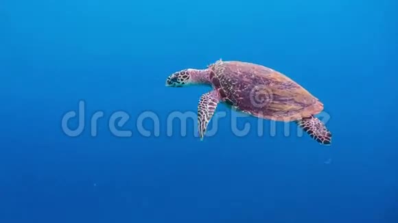西巴布亚拉贾安帕特克里群岛的海龟游过深蓝色和珊瑚礁视频的预览图