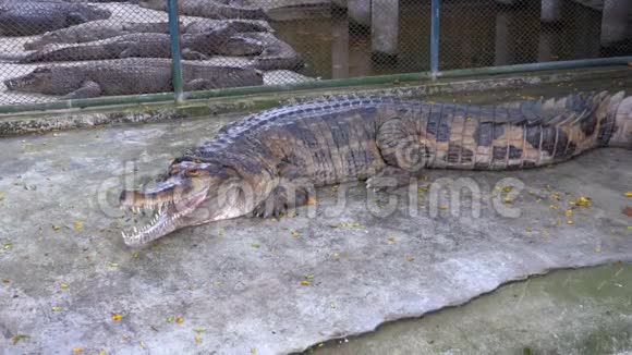 鳄鱼在动物园的地面上有一个开放的嘴巴谎言泰国亚洲视频的预览图