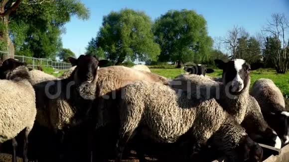 在农场的牧场上放羊看镜头吃饲料槽里的食物视频的预览图