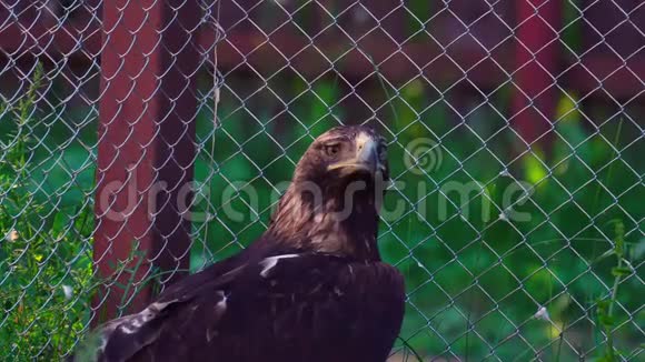 鹰雕鸟御鹰正静静地坐在动物园的围栏里鹰吃了为什么他表现得很安静视频的预览图