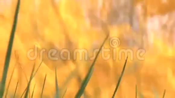 大火在高高的草地上燃烧内战时代的结束视频的预览图