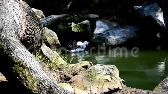 一只澳大利亚在湖中的岩石和树根下寻找水中的食物视频的预览图