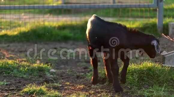 黑山羊站在围场上看着农村农场的摄像机视频的预览图
