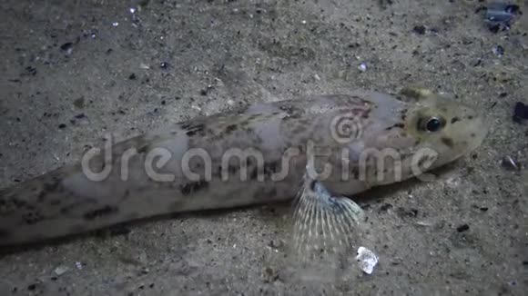 海鱼节戈壁中戈壁鱼蝙蝠脑躺在被海贝覆盖的底部视频的预览图