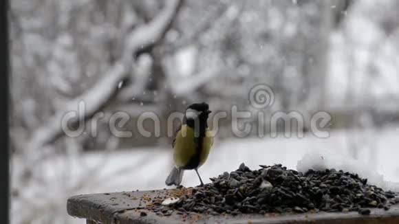 在给鸟喂食的时候用种子滴下大雪视频的预览图