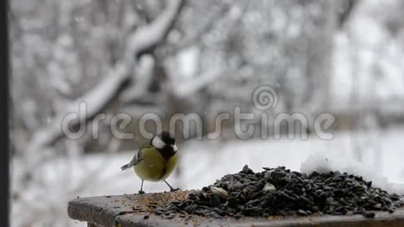 鸟在用种子喂鸟四月大雪视频的预览图