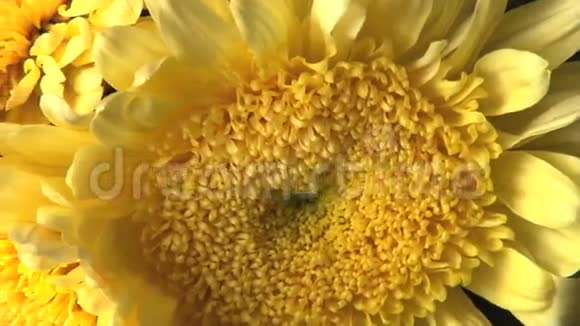 旋转的黄色花束视频的预览图