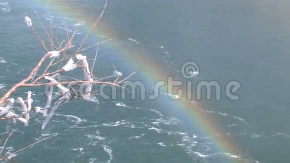 彩虹覆盖尼亚加拉瀑布视频的预览图