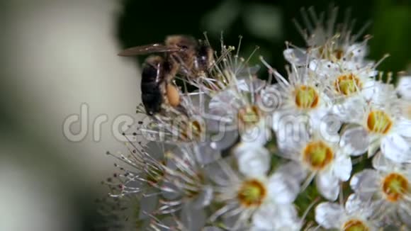 春天白色花序上的蜜蜂收集花粉春天的一夫一妻制白色花序摇摆于视频的预览图