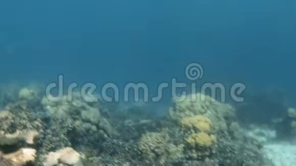 海底珊瑚礁和鱼类群视频的预览图