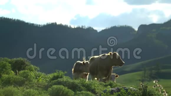 牛和马驹被放牧在牧场上绿草如茵视频的预览图