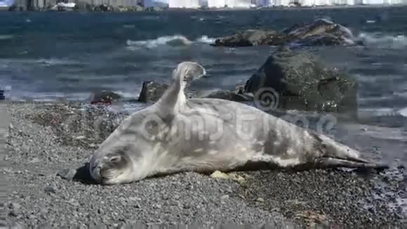 韦德尔海豹小狗在海滩上视频的预览图