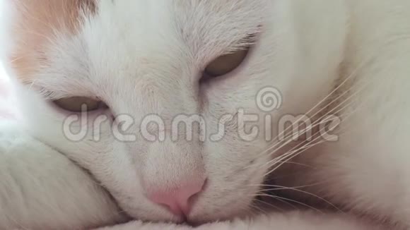 白猫睡觉最接近了视频的预览图