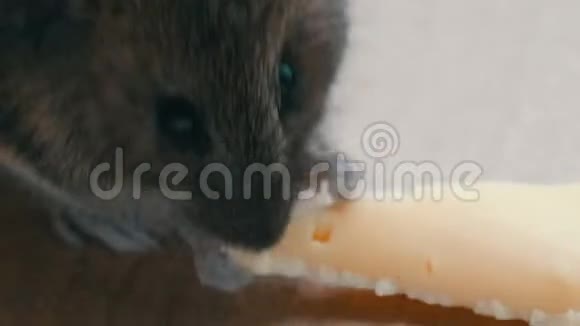 近距离观看炮口房子灰色老鼠吃一块奶酪在纸板箱视频的预览图