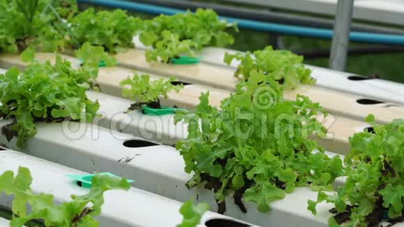 温室有机水培菜场种植生菜视频的预览图