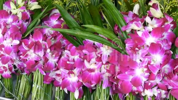 美丽的紫色泰国花供佛的亚洲奇葩视频的预览图