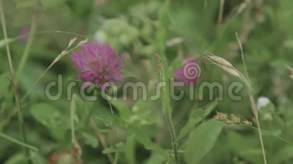草间三叶草的花朵随风摇曳视频的预览图