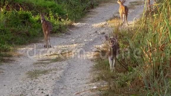切塔或切塔轴线也被称为斑鹿或轴鹿在赤湾国家公园的道路上放牧视频的预览图