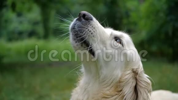 高尔登猎犬从饮水器中饮水视频的预览图