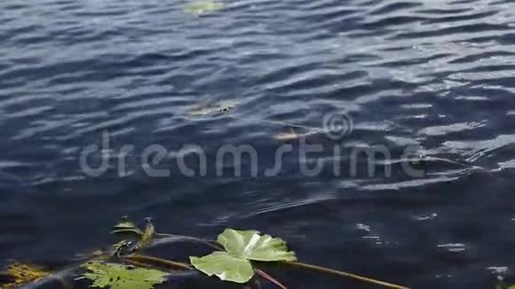 睡莲绿叶漂浮在湖面上视频的预览图